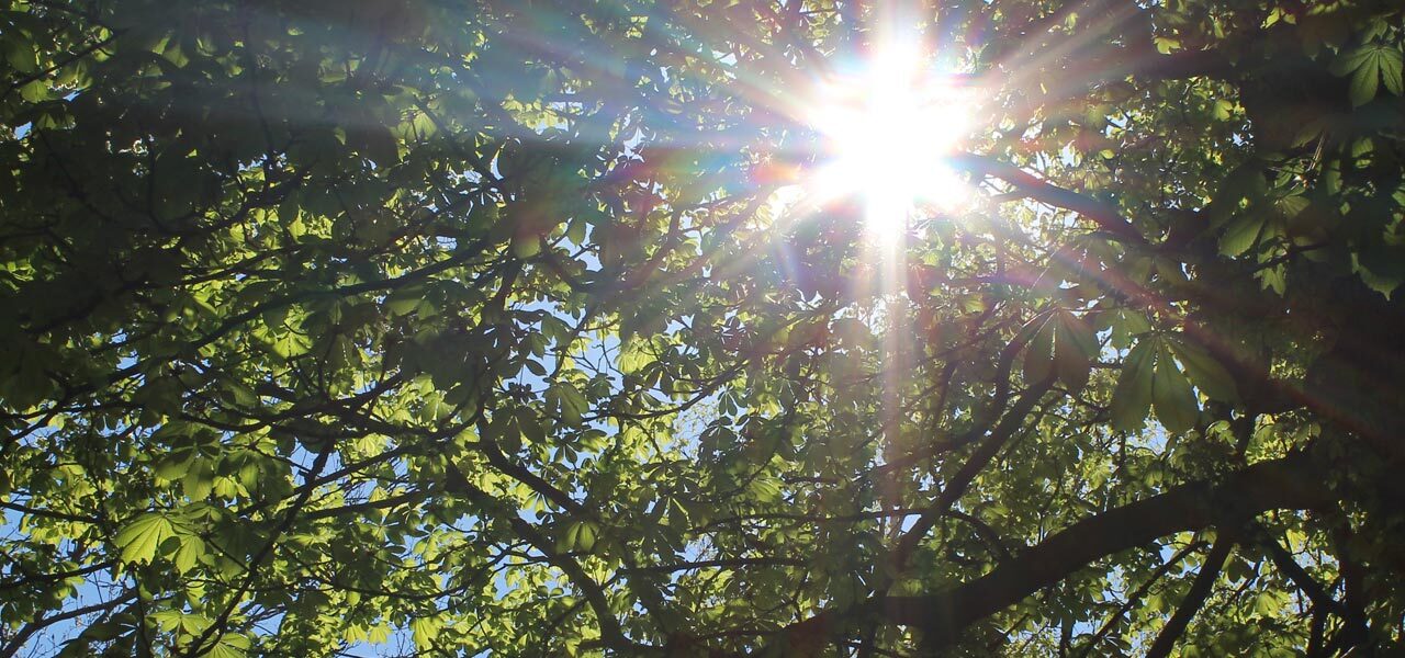 Lichtstrahlen scheinen durch die Krone eines Kastanienbaumes